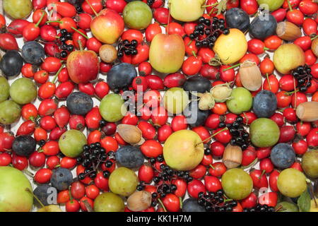 Frisch gepflückte Deutsch Hecke Früchte, Nüsse und Beeren einschließlich Hagebutten, Holunder, Holzäpfel, cobnuts, grüne Pflaumen und Schlehen im Herbst, Großbritannien Stockfoto