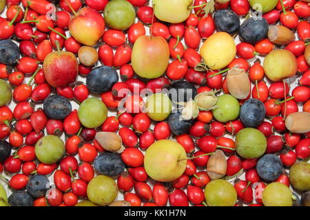 Frisch gepflückte Herbst Hecke Früchte, Nüsse und Beeren mit Kastanien, Hagebutten, Holzäpfel, cobnuts, grüne Pflaumen und Schlehen, Großbritannien Stockfoto