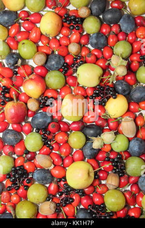 Frisch gepflückte Deutsch Hecke Früchte, Nüsse und Beeren einschließlich Hagebutten, Holunder, Holzäpfel, cobnuts, grüne Pflaumen und Schlehen im Herbst, Großbritannien Stockfoto