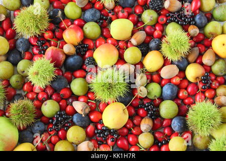 Frisch gepflückte Herbst Früchte, Nüsse und Beeren einschließlich Sweet Chestnut und Hecke Hagebutten, Holunder, Holzäpfel, cobnuts, Pflaumen und Schlehen UK Stockfoto