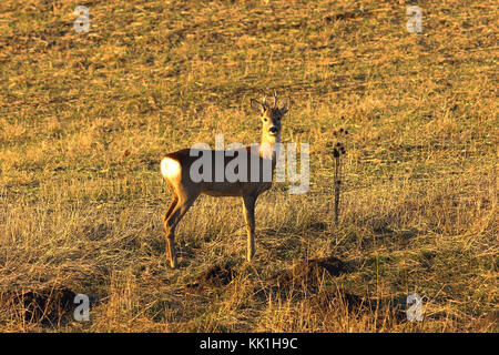 Junge neugierige Rehe (capreolus) Stockfoto