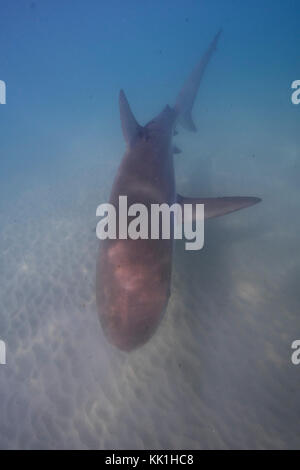 Dusky shark (carcharhinus Obscurus) eine Art von Requiem Hai, in der Familie, in carcharhinidae tropisch warm-gemäßigt kontinental Meer vorkommenden Stockfoto