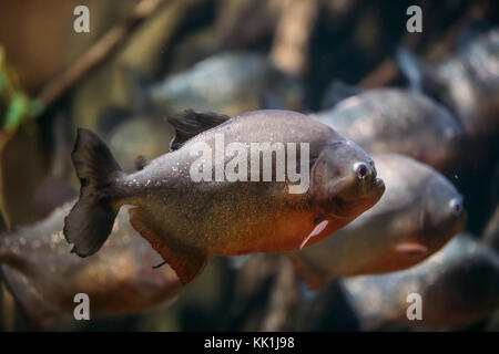 Red-bellied Piranha oder roter Piranha fischen pygocentrus nattereri schwimmen im Wasser. beliebte Aquarienfische. Stockfoto