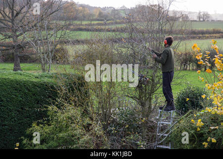 Heckenschnitt am Anfang des Winters Stockfoto