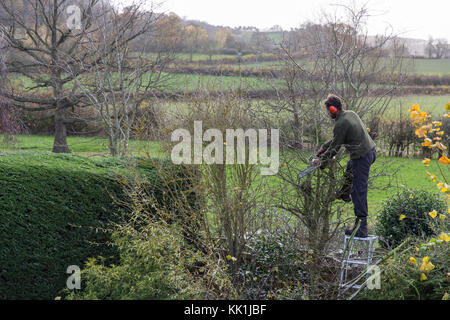 Heckenschnitt am Anfang des Winters Stockfoto