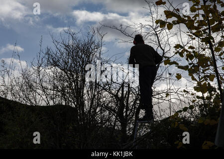 Heckenschnitt am Anfang des Winters Stockfoto