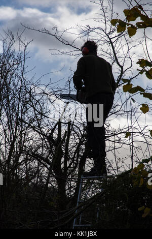 Heckenschnitt am Anfang des Winters Stockfoto