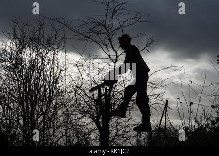 Heckenschnitt am Anfang des Winters Stockfoto
