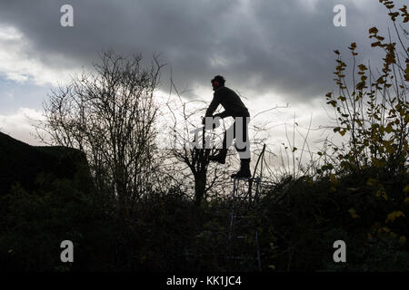 Heckenschnitt am Anfang des Winters Stockfoto