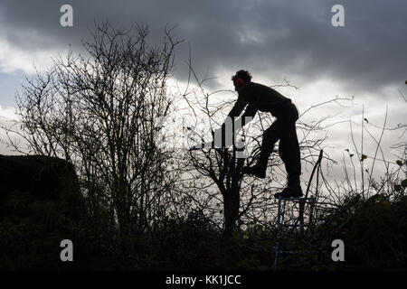 Heckenschnitt am Anfang des Winters Stockfoto