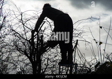 Heckenschnitt am Anfang des Winters Stockfoto