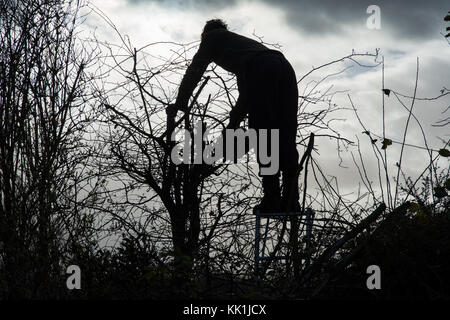 Heckenschnitt am Anfang des Winters Stockfoto