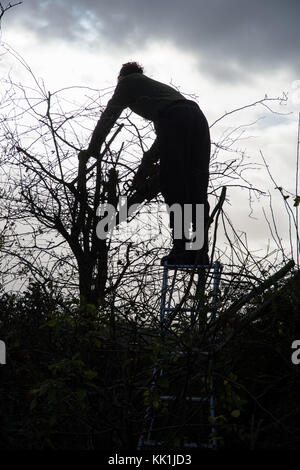 Heckenschnitt am Anfang des Winters Stockfoto