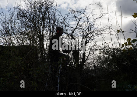 Heckenschnitt am Anfang des Winters Stockfoto
