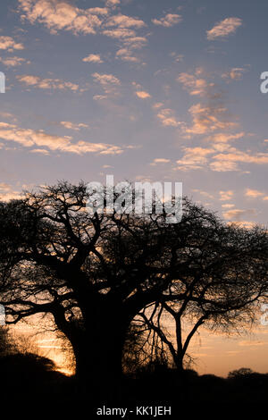 Eine baobob Baum bei Sonnenuntergang im Tarangire Nationalpark, manyara Region, Tansania, Afrika Stockfoto