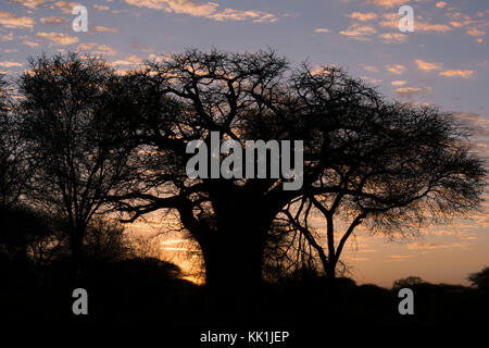 Eine baobob Baum (adansonia digitala) bei Sonnenuntergang in den Tarangire Nationalpark, manyara Region, Tansania, Afrika Stockfoto