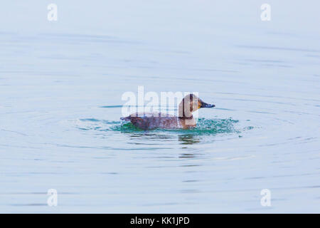 Natürliche eurasischen weiblichen pochard duck (Aythya ferina) Pflege in Wasser Stockfoto