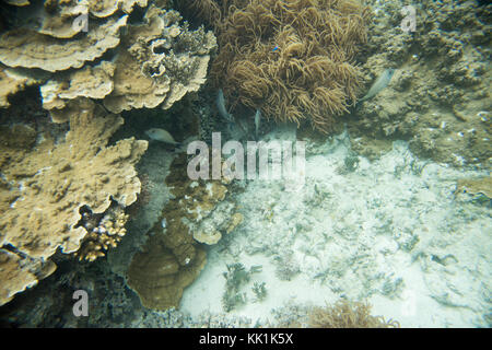 Gruppe von blassen Kaiserfische und Korallen auf den flachen Meeresboden im Great Astrolabe Reef im pazifischen Ozean vor der Küste von dravuni Insel Stockfoto