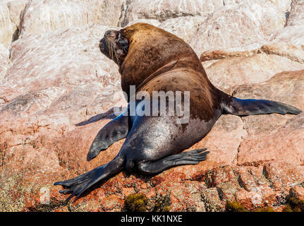 Sea Lion (Otaria flavescens), Ballestas Inseln in der Nähe von Paracas, ICA-Region, Peru Stockfoto