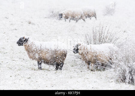 Schafe im dicken Schnee - Schottland, Großbritannien