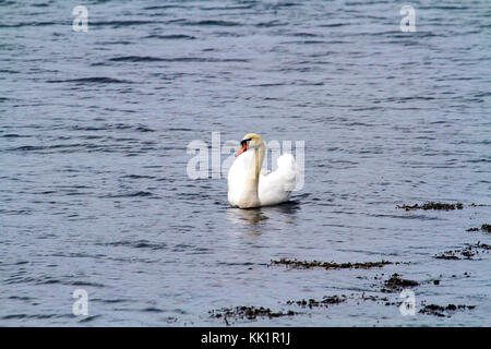 Nach Mute swan. Im Januar in Fana fjord fotografiert, westlichem Norwegen. Stockfoto