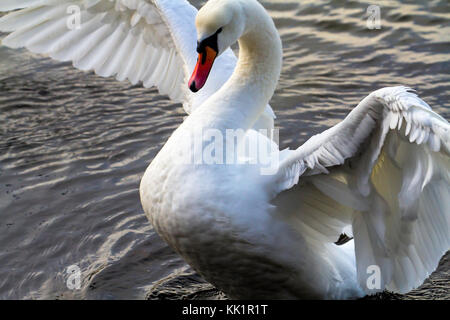 Nach Mute swan. Im Januar in Fana fjord fotografiert, westlichem Norwegen. Stockfoto