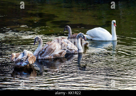 Erwachsene und Jugendliche (CYGNETS) mute Swans. Im Januar in Fana fjord fotografiert, westlichem Norwegen. Stockfoto