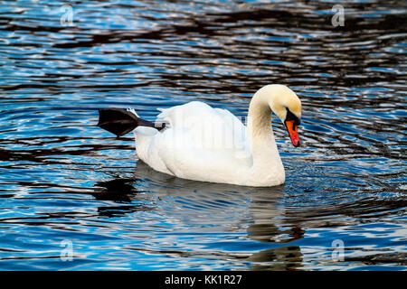 Nach Mute swan. Im Januar in Fana fjord fotografiert, westlichem Norwegen. Stockfoto