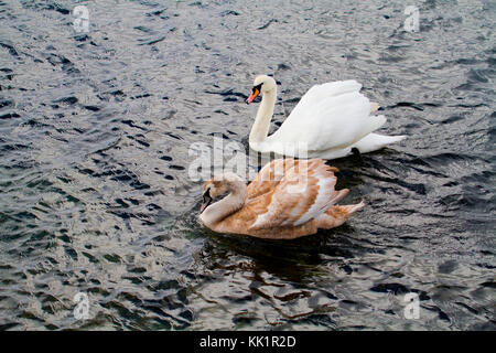 Erwachsene und Jugendliche (Shaker) Mute swan. Im Januar in Fana fjord fotografiert, westlichem Norwegen. Stockfoto