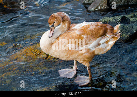 Ein Cygnet, ein junger Höckerschwan. Im Januar in Fana fjord fotografiert, westlichem Norwegen. Stockfoto