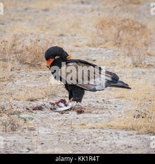 Ein Sie eagle Fütterung auf einen Vogel, dass er in der namibischen Savanne gefangen hat. Stockfoto