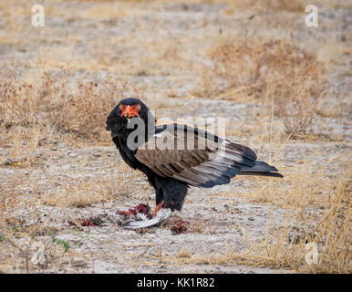 Ein Sie eagle Fütterung auf einen Vogel, dass er in der namibischen Savanne gefangen hat. Stockfoto