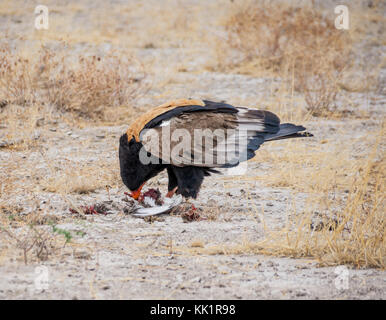 Ein Sie eagle Fütterung auf einen Vogel, dass er in der namibischen Savanne gefangen hat. Stockfoto