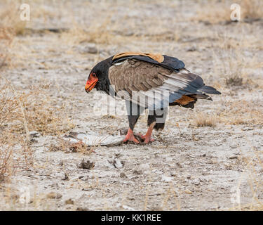 Ein Sie eagle Fütterung auf einen Vogel, dass er in der namibischen Savanne gefangen hat. Stockfoto