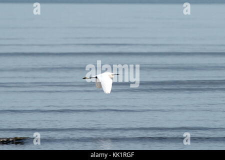 Seidenreiher fliys über das Wasser bei Blackpill in Swansea Bay Stockfoto