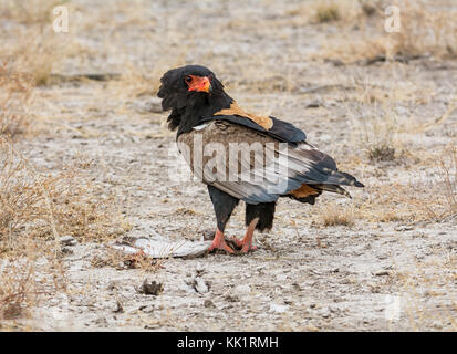 Ein Sie eagle Fütterung auf einen Vogel, dass er in der namibischen Savanne gefangen hat. Stockfoto