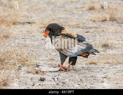 Ein Sie eagle Fütterung auf einen Vogel, dass er in der namibischen Savanne gefangen hat. Stockfoto