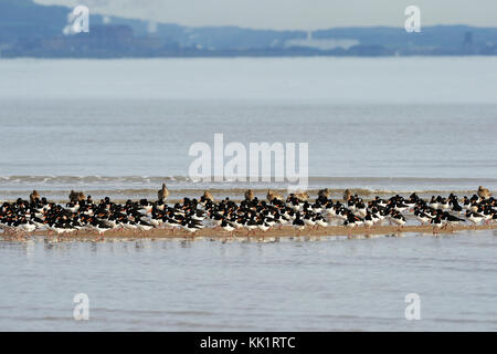 Oyster Catcher Beflockung über Sandbank in Swansea Bay Stockfoto