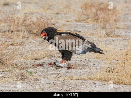 Ein Sie eagle Fütterung auf einen Vogel, dass er in der namibischen Savanne gefangen hat. Stockfoto