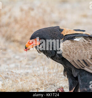 Ein Sie eagle Fütterung auf einen Vogel, dass er in der namibischen Savanne gefangen hat. Stockfoto