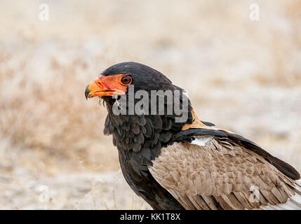 Ein Sie eagle Fütterung auf einen Vogel, dass er in der namibischen Savanne gefangen hat. Stockfoto