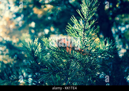 Orange Blatt Aus Ort Stockfoto