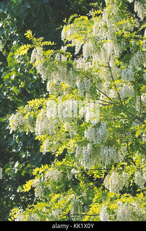 Blüte weiß Akazie im Sommer Stockfoto