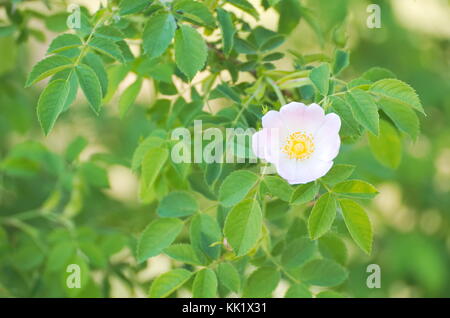 Rosa Canina Dog Rose Blüte mit grünen Blättern Stockfoto