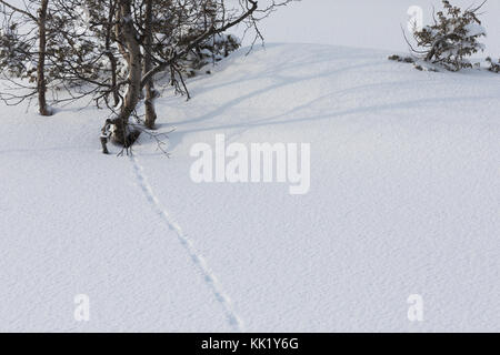 Ptarmigan, Lagopus, Grouse Spuren im Schnee Stockfoto