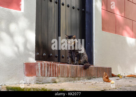 Katze auf den Straßen der Altstadt von San Juan, Puerto Rico. Stockfoto