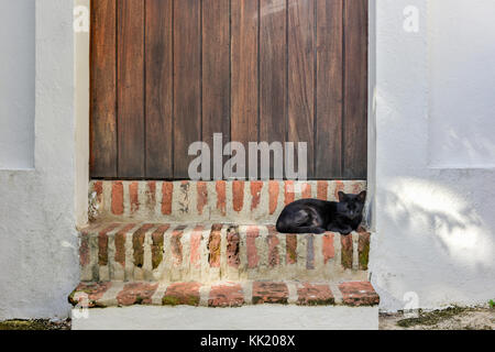 Katze auf den Straßen der Altstadt von San Juan, Puerto Rico. Stockfoto