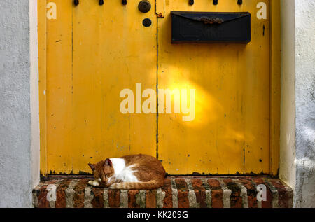 Katze auf den Straßen der Altstadt von San Juan, Puerto Rico. Stockfoto