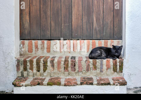 Katze auf den Straßen der Altstadt von San Juan, Puerto Rico. Stockfoto