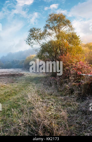 Pflanzen und Bäume auf frostigen Herbstmorgen. schöne Landschaft mit kaltem Nebel im November Stockfoto